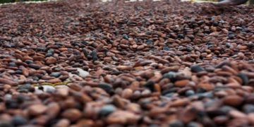 FILE PHOTO: Cocoa beans are pictured in Ghana's eastern cocoa town of Akim Akooko September 6, 2012. REUTERS/Kwasi Kpodo/File Photo