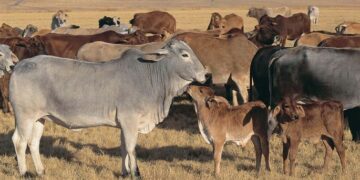 A9GW8N Herd of Bhraman cattle South Africa One calf is licking the dewlap of its mother
